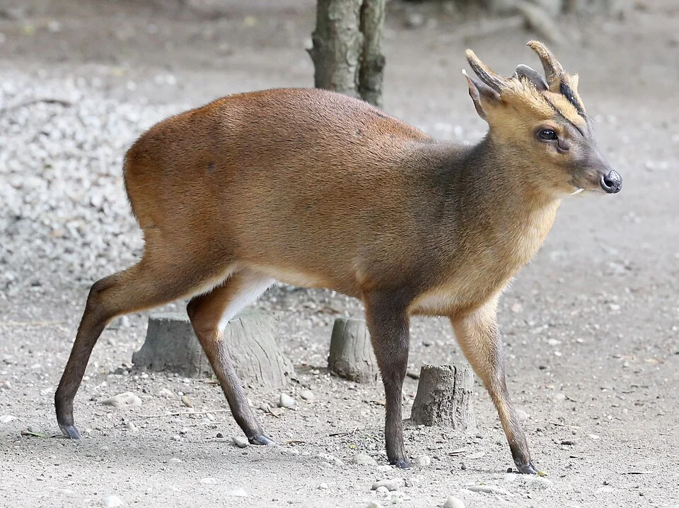 Chinesischer Muntjak, Muntiacus reevesi, Zoo Augsburg