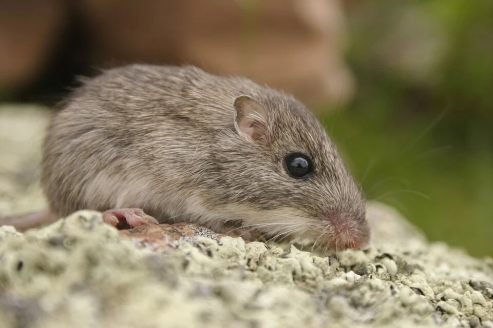 Eastern Desert Pocket Mouse (Chaetodipus eremicus)
