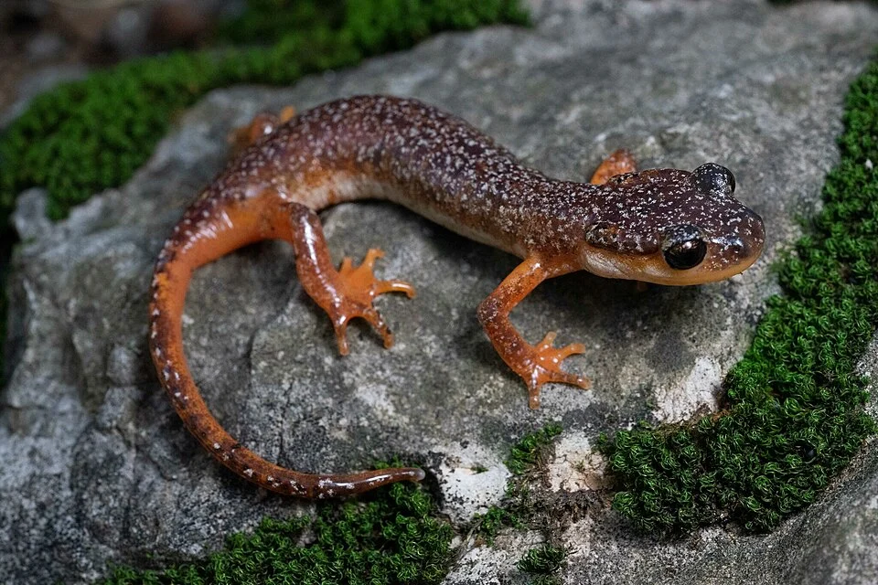 Bay Lycian Salamander (also called Bille's Salamander; Lyciasalamandra billae) in Antalya, Türkiye. Subspecies irfani. Photo by Wouter Beukema. Original iNaturalist observation here: https://www.inaturalist.org/observations/233735224