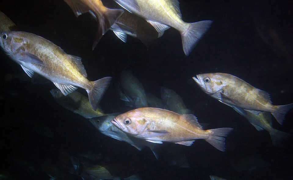 A school of widow rockfish swims in Soquel Canyon, Monterey Bay.