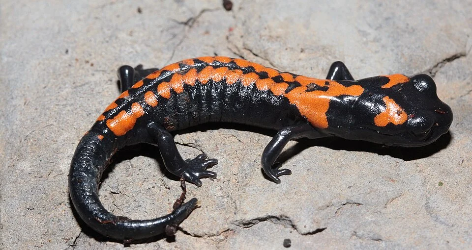 A juvenile Pseudoeurycea bellii