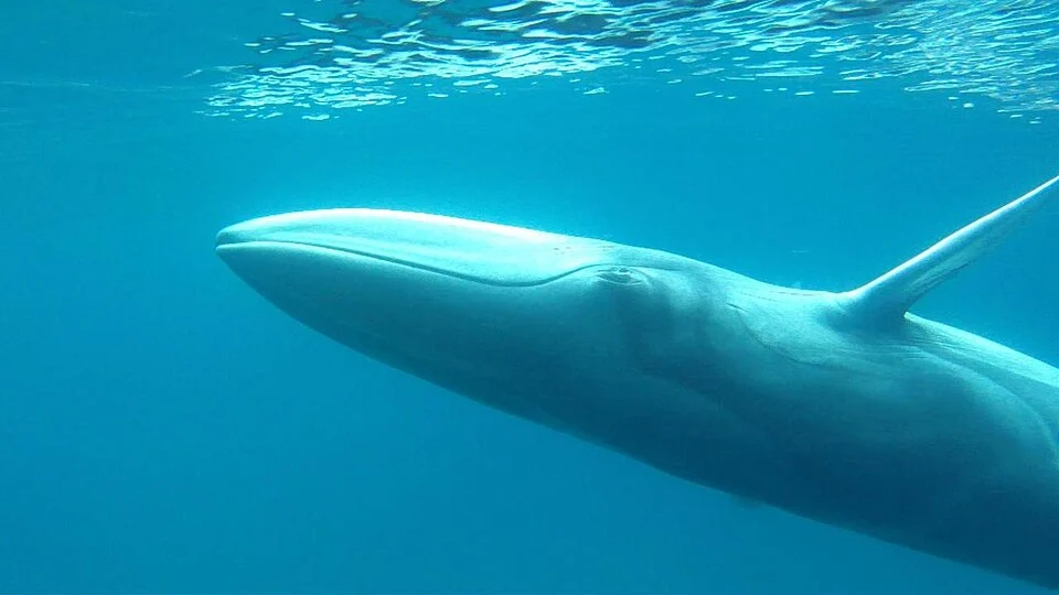 Balaenoptera omurai off northwestern Madagacsar