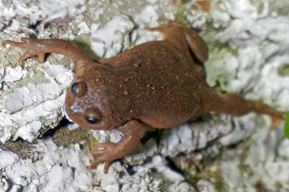 Kaloula verrucosa. Chenggong District, Kunming City, Yunnan Province, China