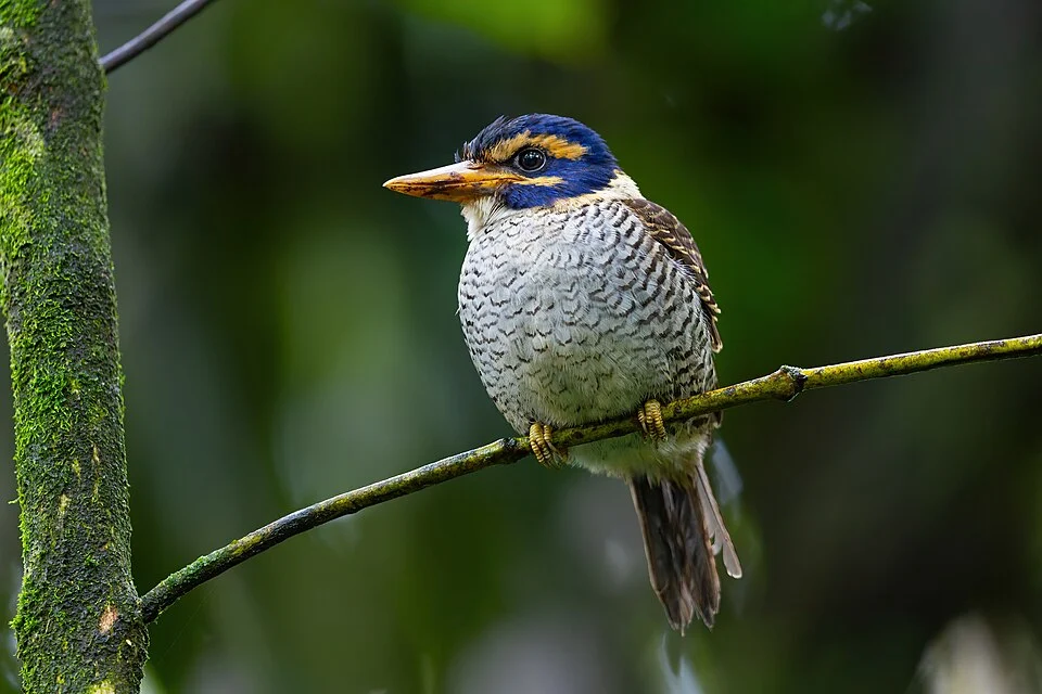 Scaly-breasted Kingfisher, Mount Mahawu, Sulawesi