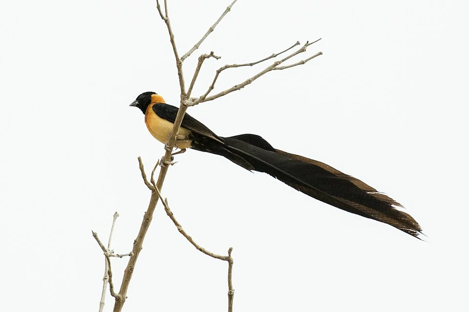 Exclamatory Paradise Whydah Vidua interjecta - Gambia 17_CD5A0620