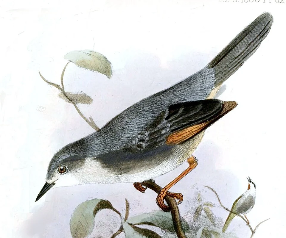 Drymocichla incana = Drymocichla incana Hartlaub, [1881]
