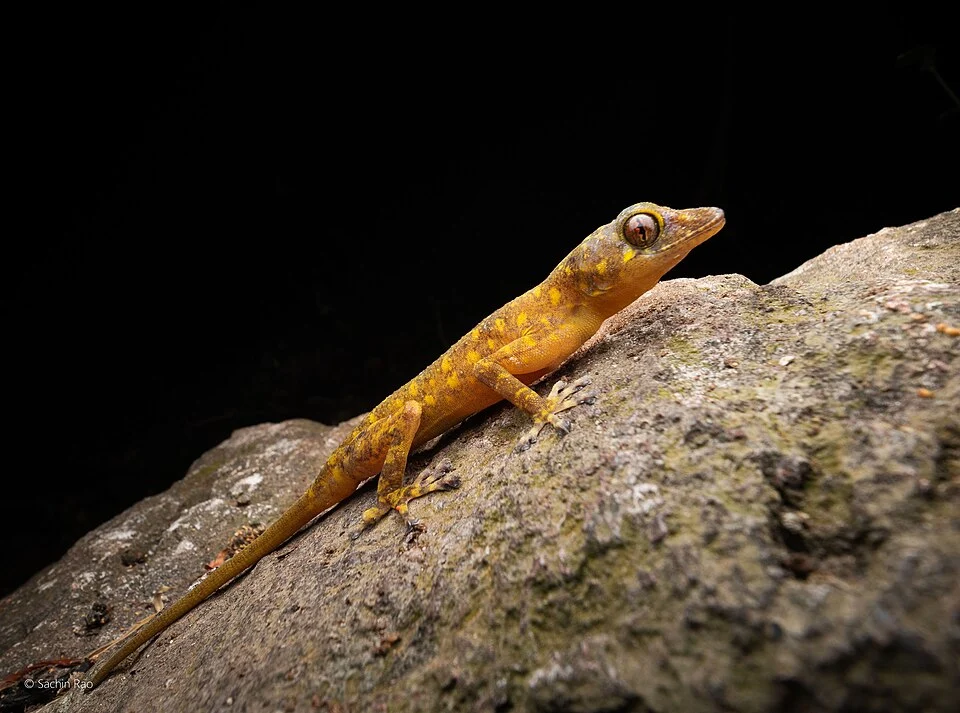 Golden Gecko from Eastern Ghats of India