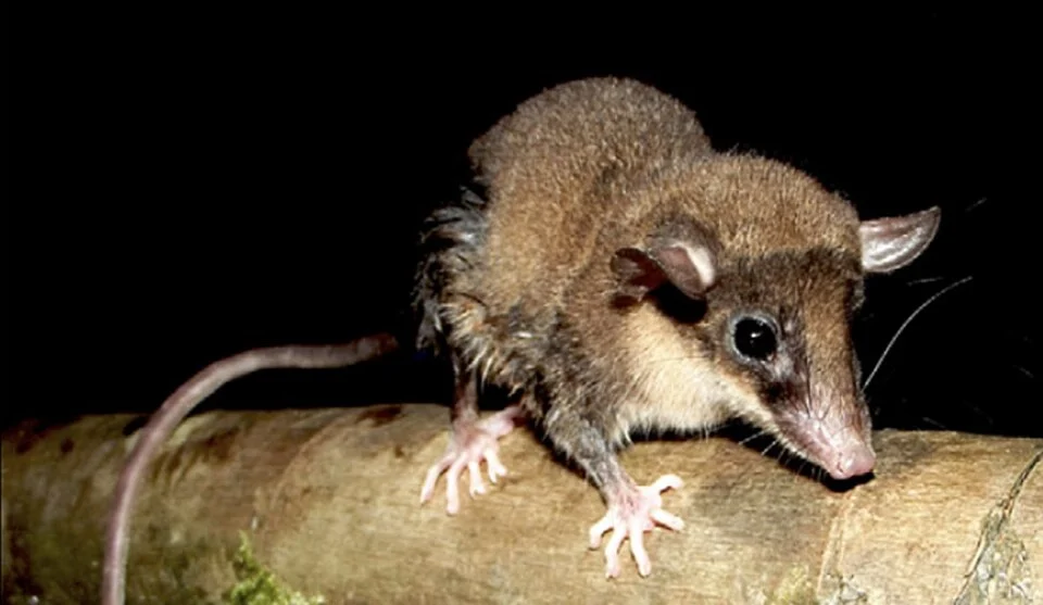 Marmosops caucae