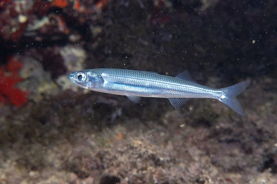 Southern Sand Smelt (Atherina hepsetus) in France