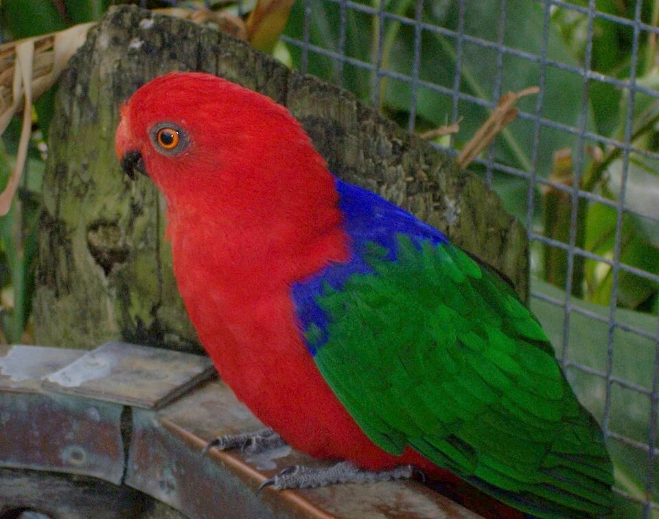 A Moluccan King Parrot at Brevard Zoo, Florida, USA.