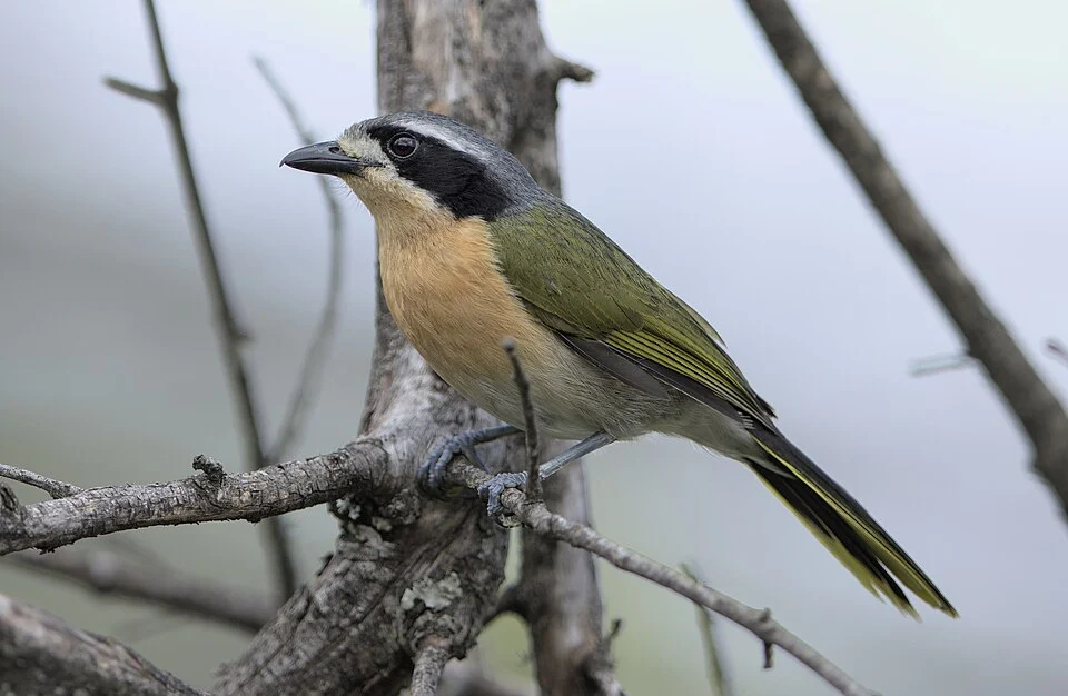 Mariepskop, Limpopo, South Africa