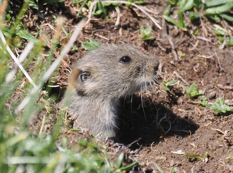 Neodon fuscus