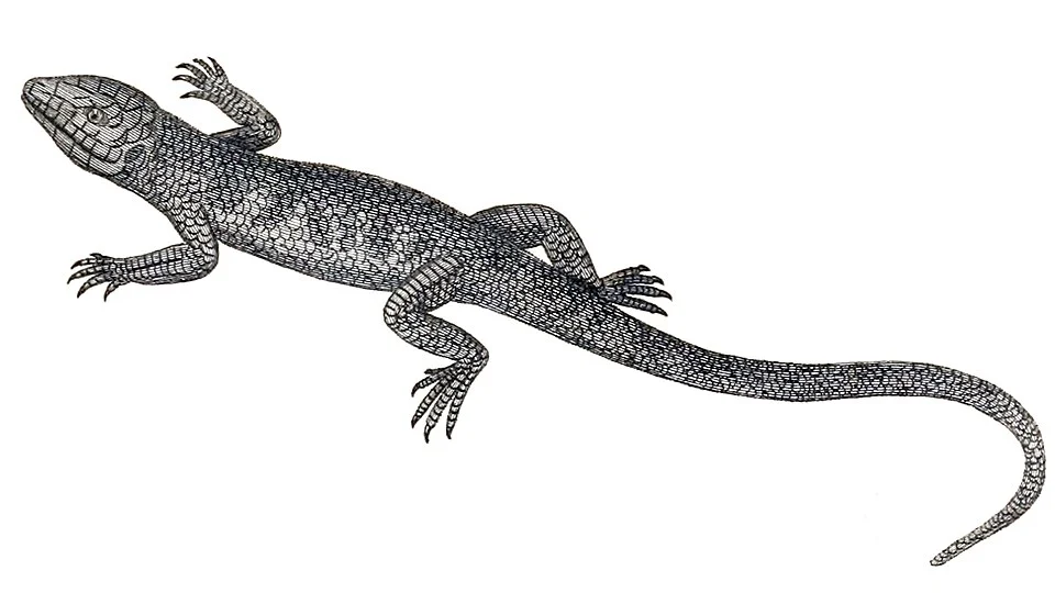 1. The Greater Martinique skink (Mabuya mabouya)'