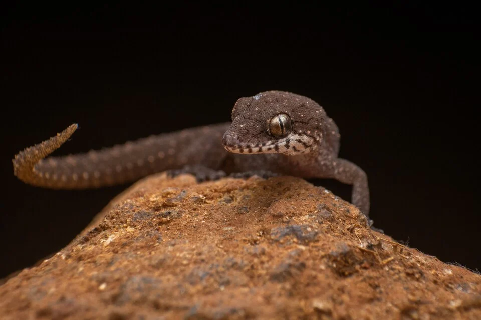 A species of hemidactylus