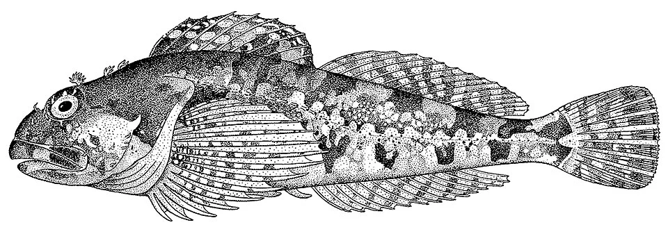 https://archive.org/details/catalogoffishesk61jord/page/52/mode/1up?view=theater