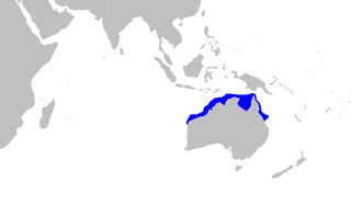 Distribution map for Hemiscyllium trispeculare