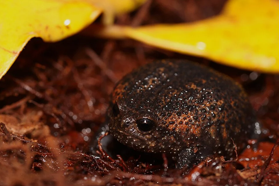 Strawberry Rain Frog (Breviceps acutirostris)