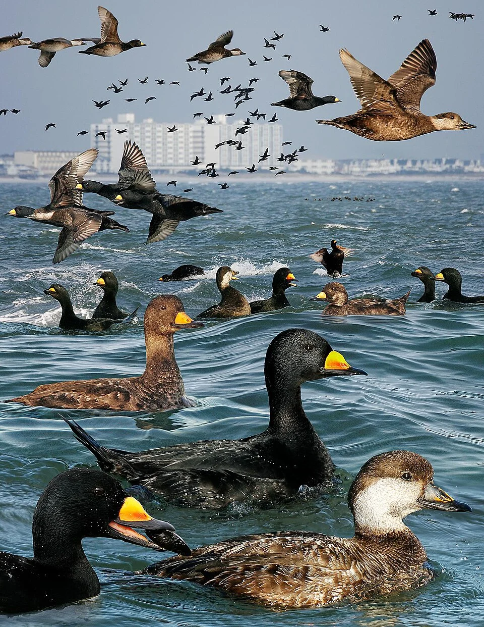 Black Scoter From The Crossley ID Guide Eastern Birds
