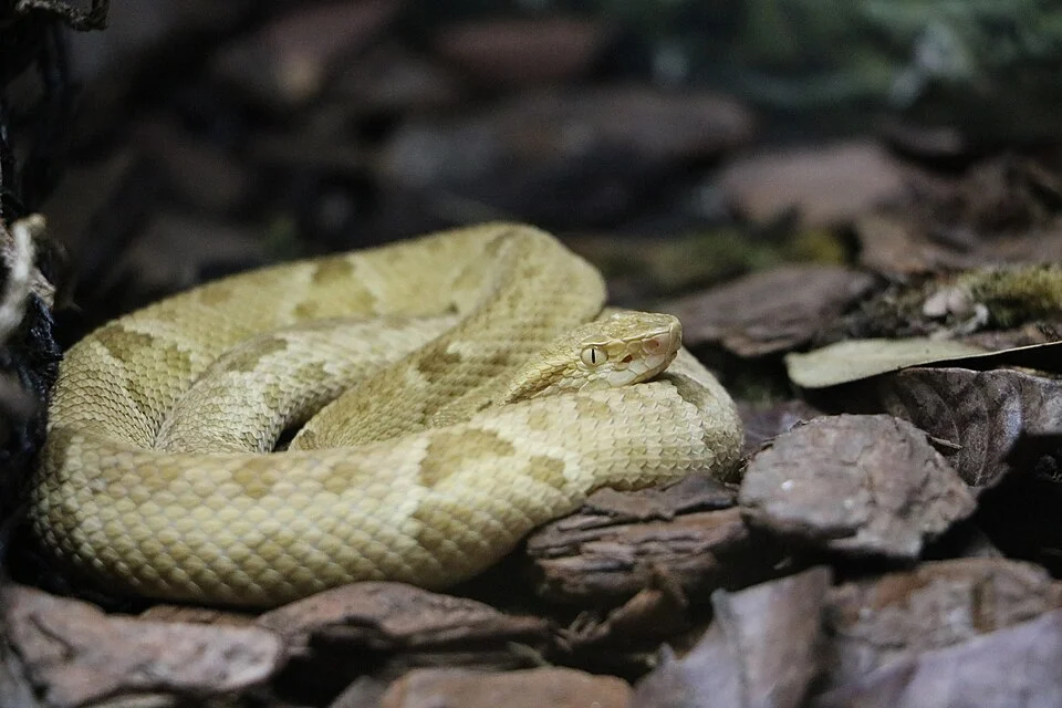 A golden lancehead viper held in the Biological Museum, Instituto Butantan.