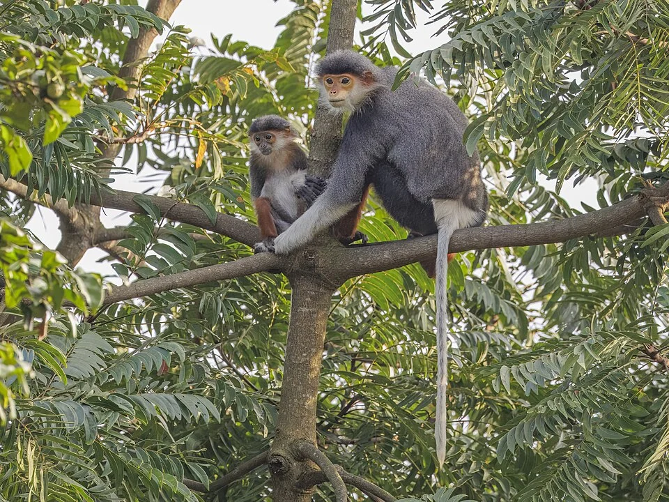Red-shanked douc langur (Pygathrix nemaeus) female and juvenile, Son Tra Nature Reserve, Vietnam