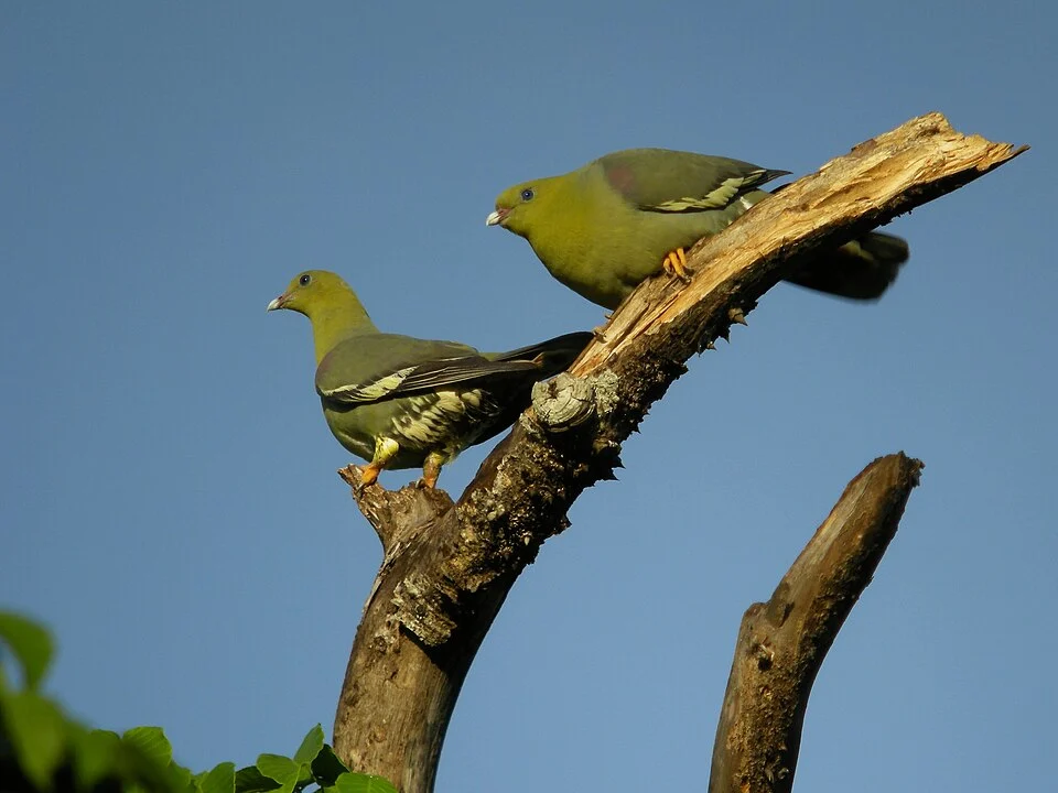Two Madagascar Green-pigeons in Ankarafantsika National Park, Mahajanga Province, Madagascar.