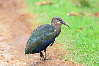 This image of immature Olive Ibis was taken at the base of Mount Kenya.