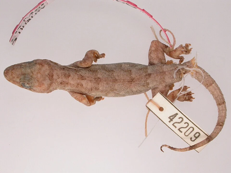 Holotype of Hemidactylus pseudomuriceus