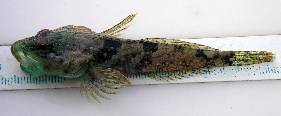 Juvenile of the species Artedius lateralis (smoothhead sculpins).  Specimen approximately 80 millimeters in length.