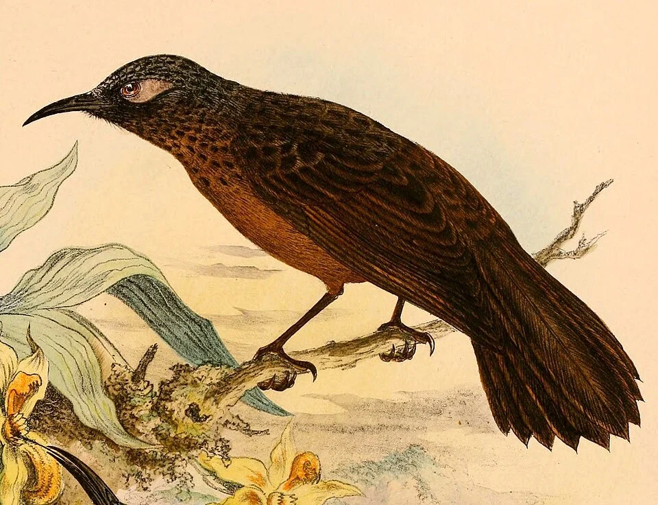 « Myza sarasinorum » = Myza sarasinorum sarasinorum (Subspecies of White-eared Myza)