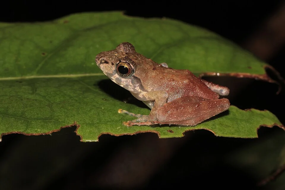 Boulenger's Frog (Gephyromantis boulengeri)