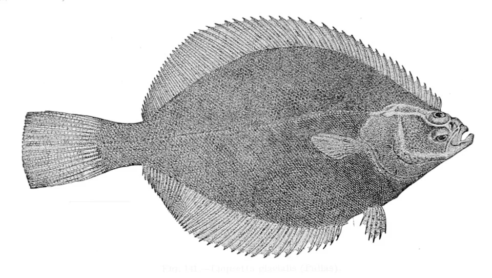 Liopsetta glacialis