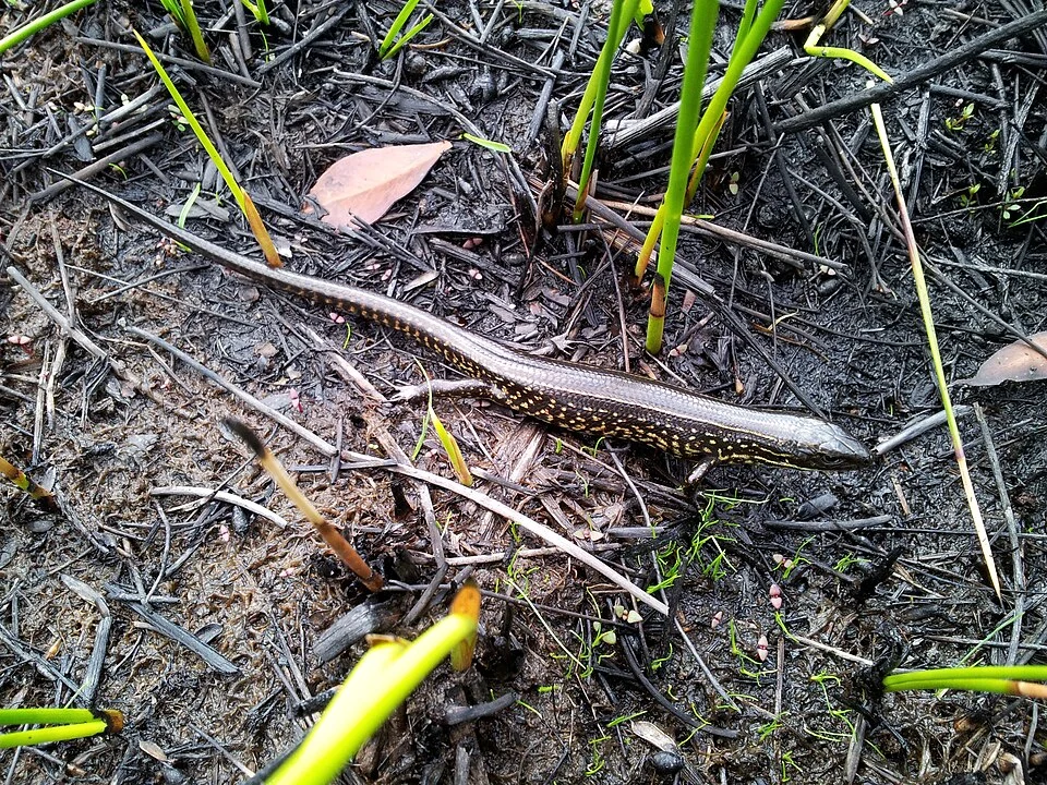 The endangered Blue Mountains Water Skink. Photo taken a month after a bushfire.