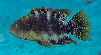Photo of Abudjubbe Wrasse uploaded from iNaturalist.