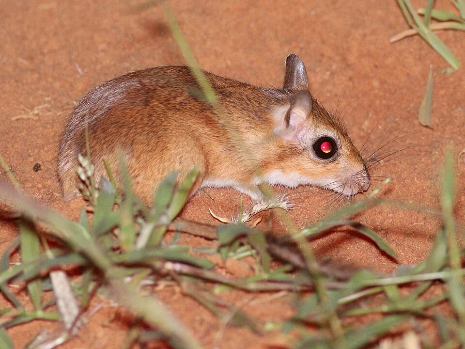 Emin's Gerbil (Taterillus emini), Kenya - Rukinga