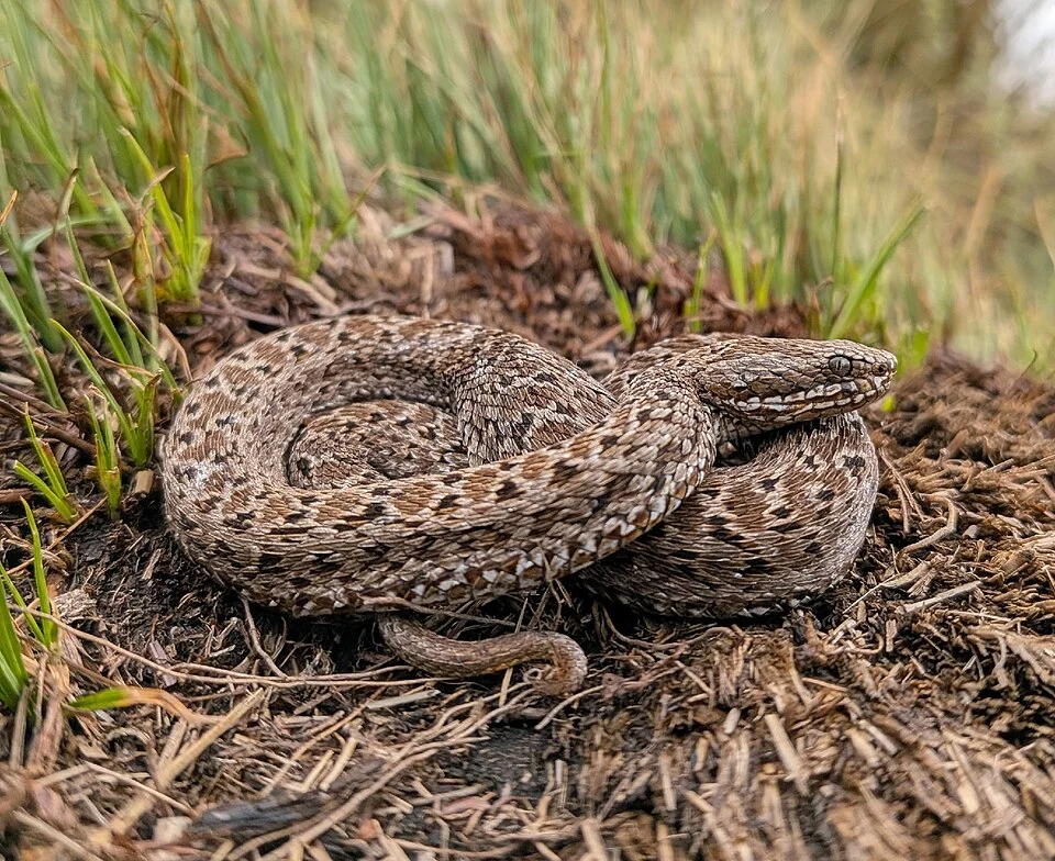 Kenya Montane Viper (Montatheris hindii) in Kenya