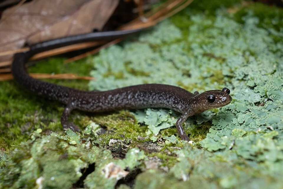 Shenandoah Mountain Salamander (Plethodon virginia) in the United States