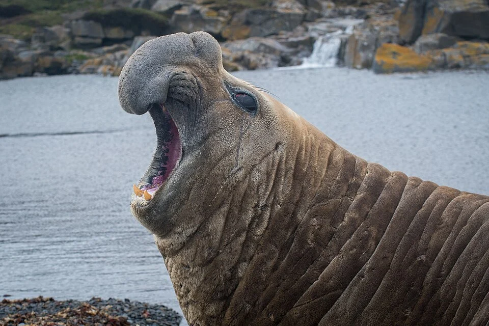 A male Southern elephant seal, Kerguelen Islands, TAAF, France.