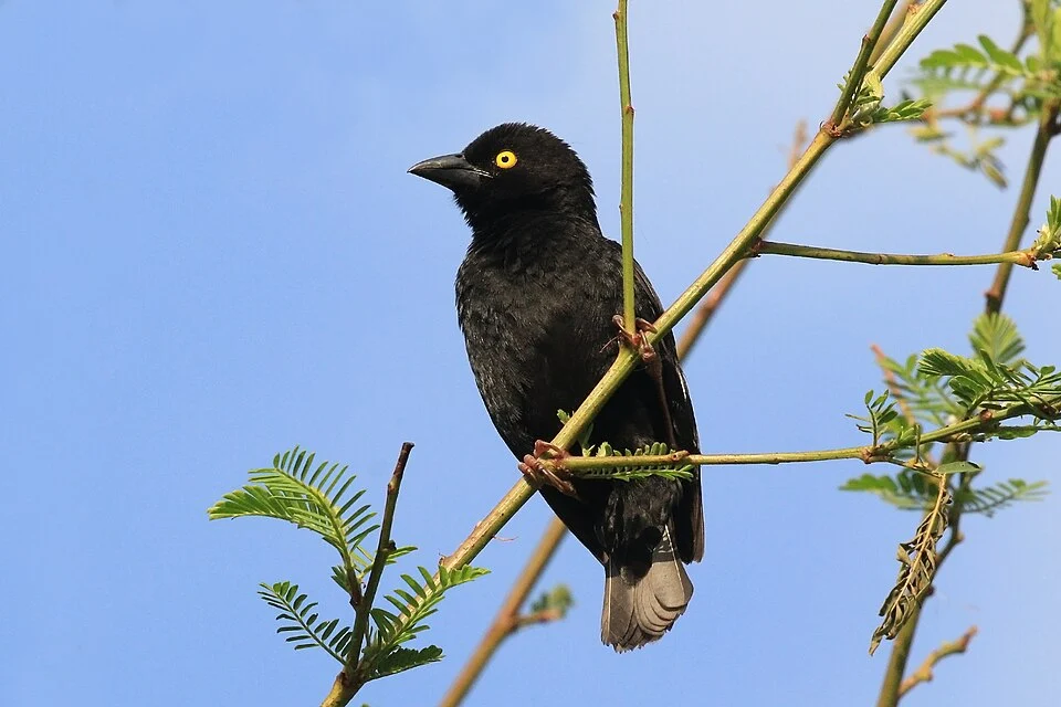Vieillot's black weaver (Ploceus nigerrimus), Bwindi Impenetrable Forest, Uganda