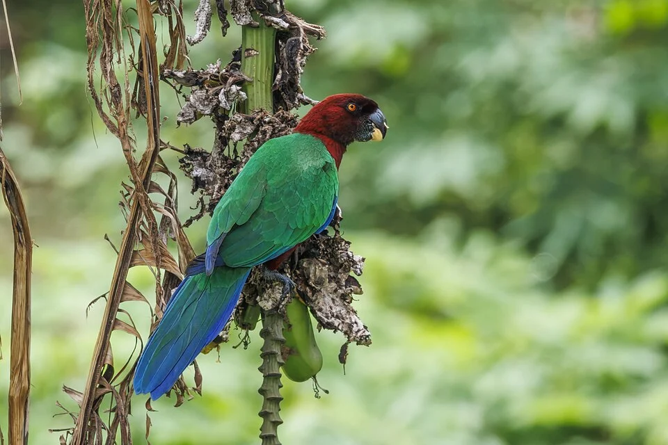 Red shining-parrot (Prosopeia tabuensis), Taveuni, Fiji. No. 1 of a set of 3 photos.
