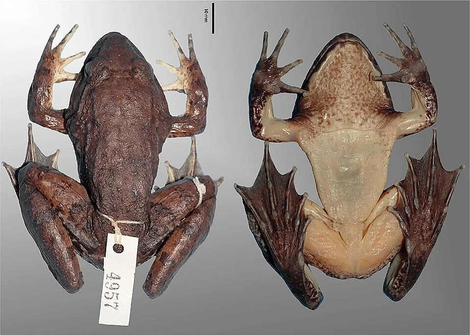 Holotype of Limnonectes beloncioi, an adult male from Bongabong, Mindoro Island, the Philippines