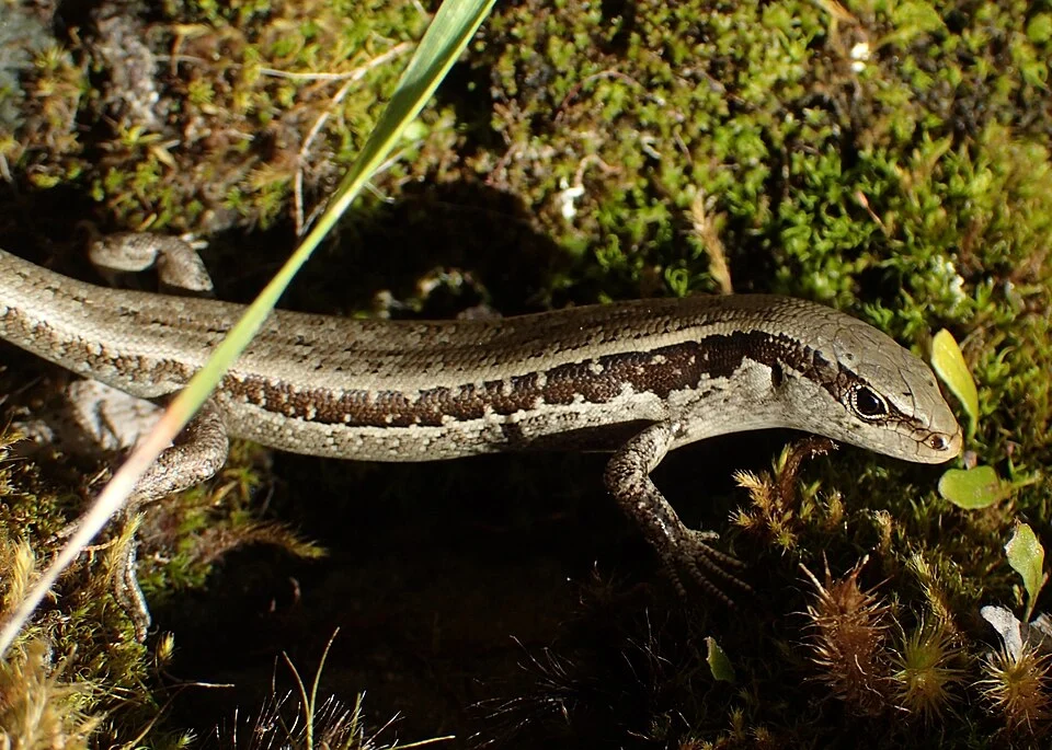 Small-scaled Skink (Oligosoma microlepis) in New Zealand