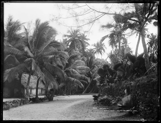 Historical photograph of a path, stone walls, thatched fale and coconut palms in Rotuma, Te Papa C.017573