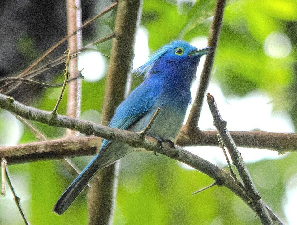Celestial Monarch seen in Agusan del Sur. Photo by Cheta Chua