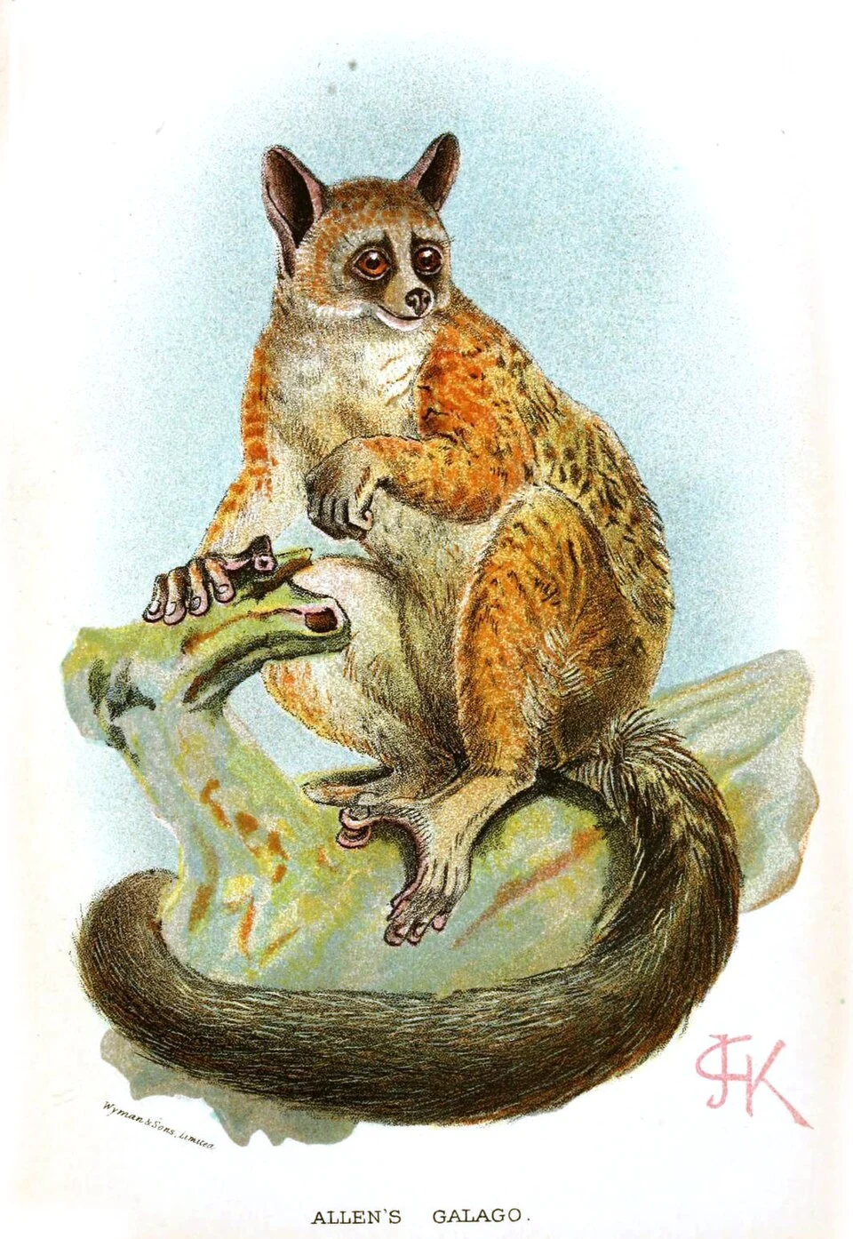 Naturalists Library, A Handbook to the Primates by Henry Forbes (1894).