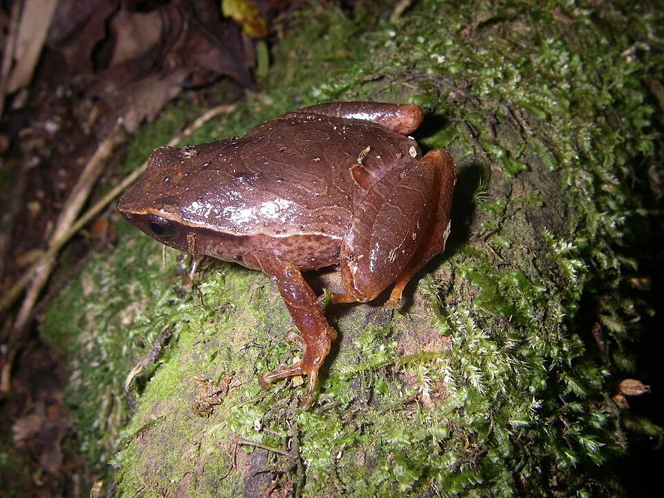 Male of Plethodontohyla mihanika (Microhylidae, Cophylinae); Picture taken in Ranomafana National Park, Madagascar