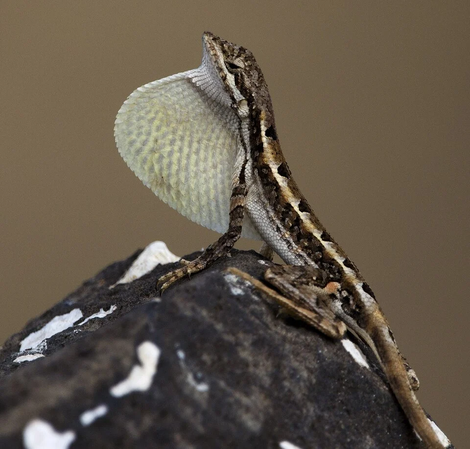 Gujarat, India