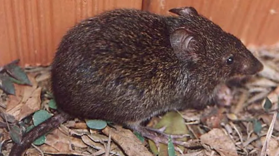 Oxymycterus dasytrichus