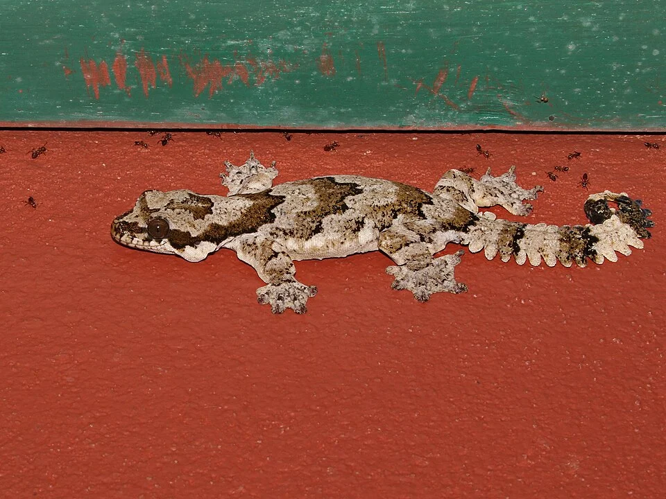 Gekko kaengkrachanense, Kaeng Krachan Flying Gecko