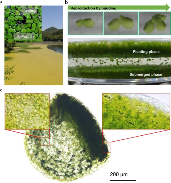 Wolffia growth and Wolffia australiana microscopy with a mixed duckweed lake comparison, Park and coauthors2021figure1