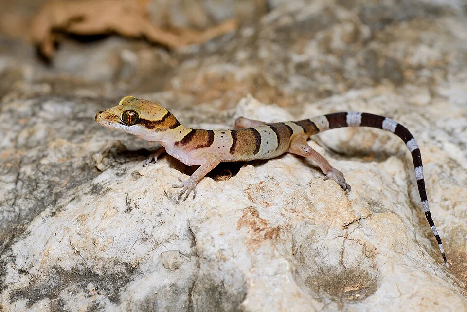Sam Roi Yot bent-toed gecko (Cyrtodactylus samroiyot). Khao Sam Roi Yot National Park, Thailand.